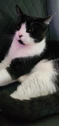Lost Female Cat last seen Lake at fennwood. Fox Run drive, Walker, LA 70785