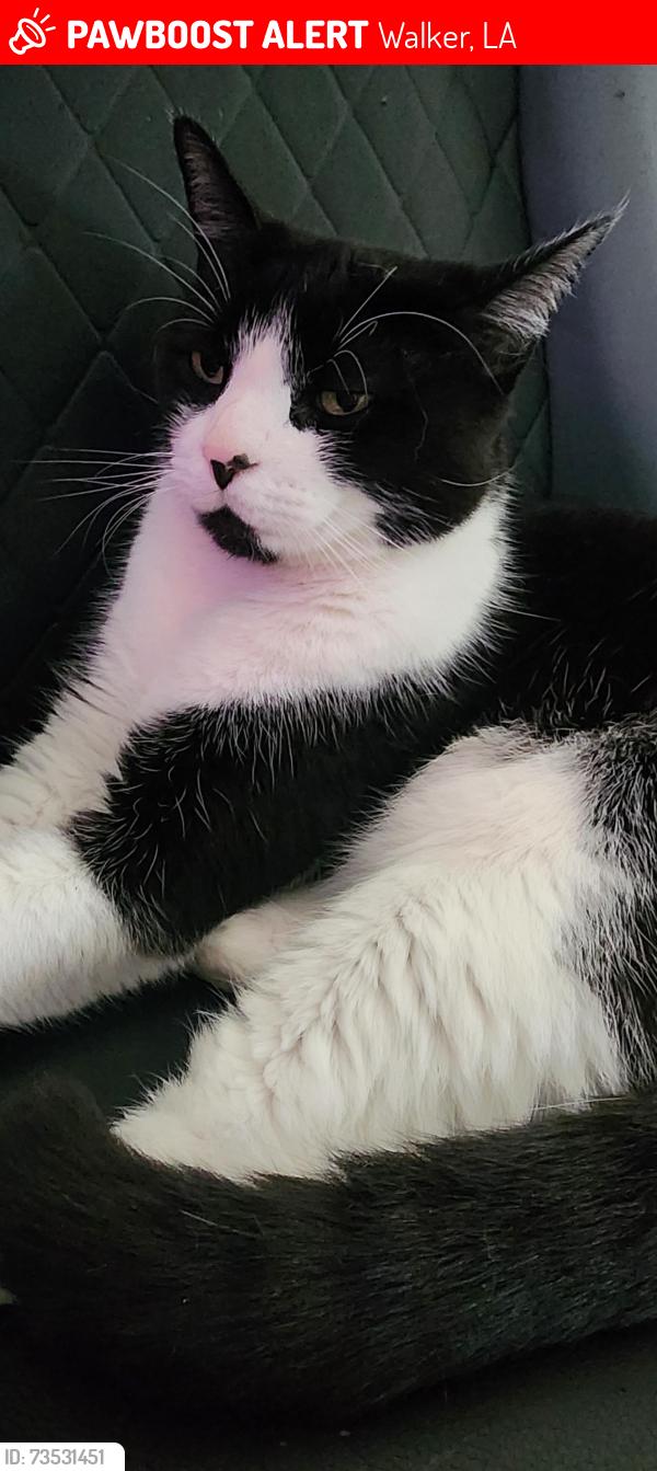 Lost Female Cat last seen Lake at fennwood. Fox Run drive, Walker, LA 70785