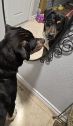 Found/Stray Male Dog last seen Kipling Oaks HOA, Pinehurst, TX 77362
