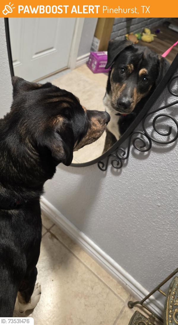 Found/Stray Male Dog last seen Kipling Oaks HOA, Pinehurst, TX 77362