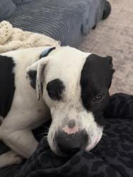 Found/Stray Male Dog last seen Bryant Rd, Moore County, NC 28326