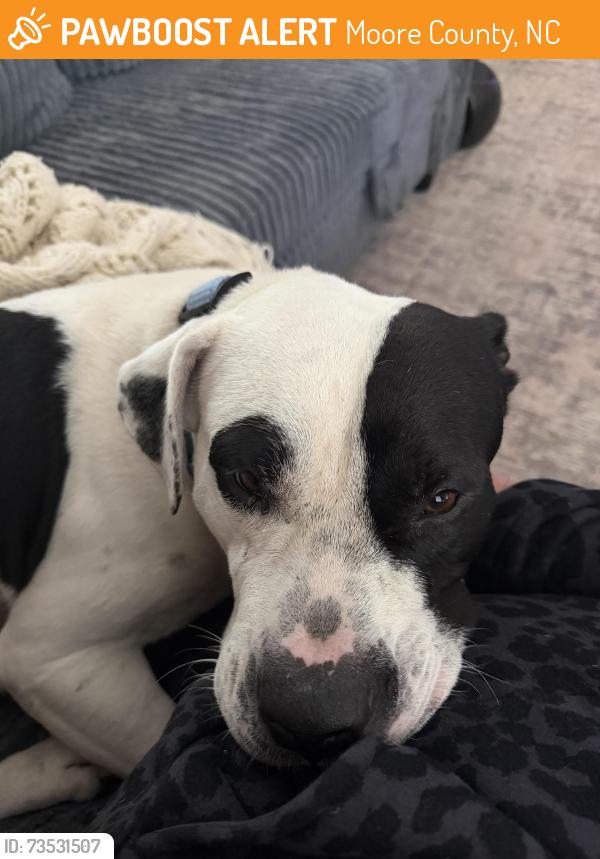 Found/Stray Male Dog last seen Bryant Rd, Moore County, NC 28326