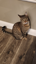 Lost Male Cat last seen Granite Bay, CA, Granite Bay, CA 95746