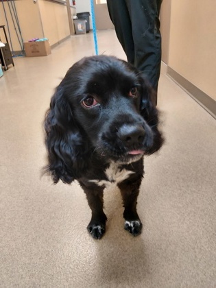Shelter Stray Male Dog last seen honeysuckle, Cedar Hill, TX, 1150 E Pleasant Run Rd, Cedar Hill, TX 75104, USA