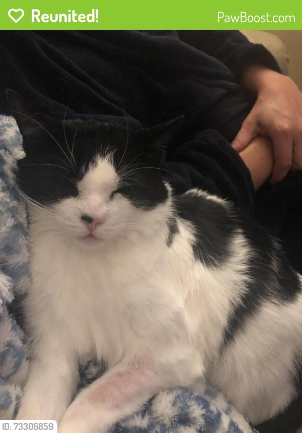 Reunited Male Cat last seen Rossmount and Hazelwood Court, Moncton, NB E1G 3V9