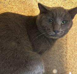 Shelter Stray Male Cat last seen Hopes Creek Rd/Innexo Rd, Brazos County, TX, 5359 Leonard Rd, Bryan, TX 77807, USA
