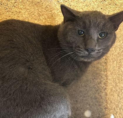 Shelter Stray Male Cat last seen Hopes Creek Rd/Innexo Rd, Brazos County, TX, 5359 Leonard Rd, Bryan, TX 77807, USA