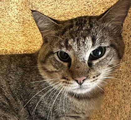 Shelter Stray Male Cat last seen Hopes Creek Rd/Innexo Rd, Brazos County, TX, 5359 Leonard Rd, Bryan, TX 77807, USA