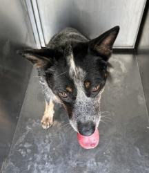 Shelter Stray Male Dog last seen , , TX, 355 Hillshire Dr, Haslet, TX 76052, USA