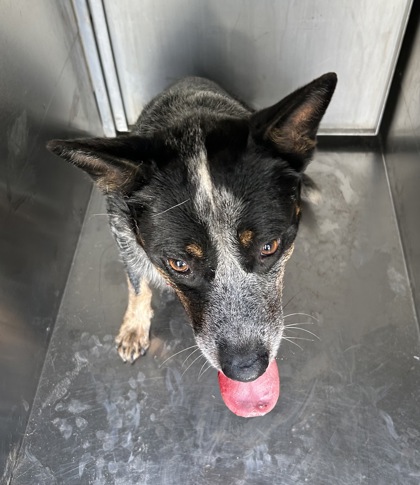 Shelter Stray Male Dog last seen , , TX, 355 Hillshire Dr, Haslet, TX 76052, USA