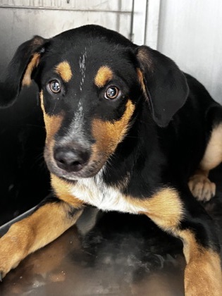 Shelter Stray Male Dog last seen Near SARGENT ST, East District, TX, 355 Hillshire Dr, Haslet, TX 76052, USA