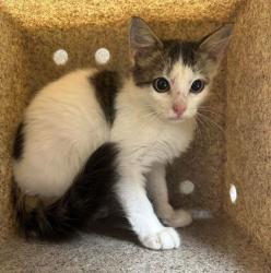 Shelter Stray Male Cat last seen Arizona St & Nevada St, City of College Station, TX, 5359 Leonard Rd, Bryan, TX 77807, USA