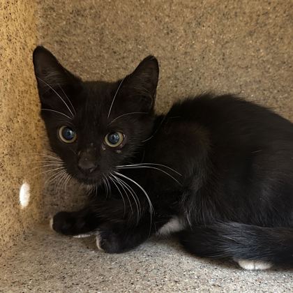 Shelter Stray Male Cat last seen Arizona St & Nevada St, City of College Station, TX, 5359 Leonard Rd, Bryan, TX 77807, USA