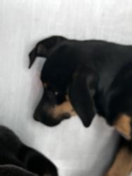 Shelter Stray Female Dog last seen Near SARGENT ST, East District, TX, 355 Hillshire Dr, Haslet, TX 76052, USA