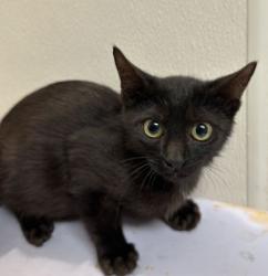 Shelter Stray Female Cat last seen Longmire/Brothers, City of College Station, TX, 5359 Leonard Rd, Bryan, TX 77807, USA