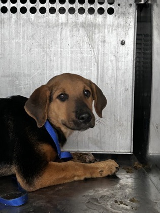 Shelter Stray Male Dog last seen Near SARGENT ST, East District, TX, 355 Hillshire Dr, Haslet, TX 76052, USA