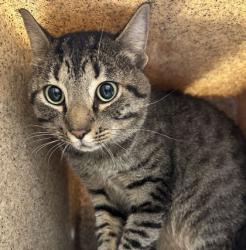 Shelter Stray Male Cat last seen Longmire/Brothers, City of College Station, TX, 5359 Leonard Rd, Bryan, TX 77807, USA