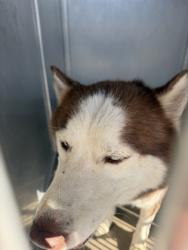 Shelter Stray Female Dog last seen Near SARGENT ST, East District, TX, 355 Hillshire Dr, Haslet, TX 76052, USA