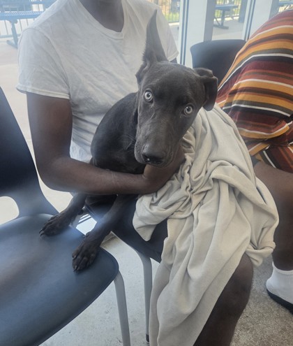 Shelter Stray Male Dog last seen , , TX, 355 Hillshire Dr, Haslet, TX 76052, USA
