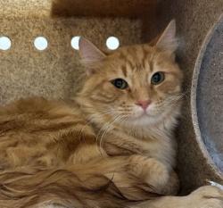 Shelter Stray Unknown Cat last seen Longmire/Brothers, City of College Station, TX, 5359 Leonard Rd, Bryan, TX 77807, USA