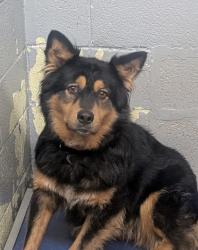 Shelter Stray Female Dog last seen Near Avenida de Mesa Verde (ACO-AM) Speak to owner, Chamesa,, 1209 NM-314, Los Lunas, NM 87031, USA