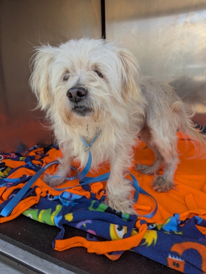 Shelter Stray Male Dog last seen Near Pecan St, Roanoke, TX, 330 Rufe Snow Dr, Keller, TX 76248, USA