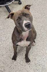 Shelter Stray Male Dog last seen Near Broadway Blvd., 64105, MO, 7077 Elmwood Ave, Kansas City, MO 64132, USA