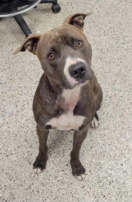 Shelter Stray Male Dog last seen Near Broadway Blvd., 64105, MO, 7077 Elmwood Ave, Kansas City, MO 64132, USA