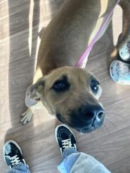 Shelter Stray Female Dog last seen 8889A Sullivan Rd, 70818, LA, 2550 Gourrier Ave, Baton Rouge, LA 70820, USA