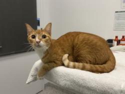 Shelter Stray Male Cat last seen Near Campbell, 64131, MO, 7077 Elmwood Ave, Kansas City, MO 64132, USA