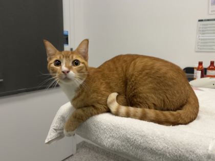 Shelter Stray Male Cat last seen Near Campbell, 64131, MO, 7077 Elmwood Ave, Kansas City, MO 64132, USA