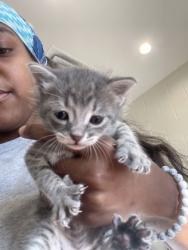Shelter Stray Male Cat last seen Near S 15th St, 70802, LA, 2550 Gourrier Ave, Baton Rouge, LA 70820, USA
