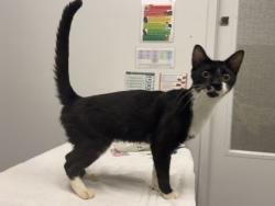 Shelter Stray Male Cat last seen Near Campbell, 64131, MO, 7077 Elmwood Ave, Kansas City, MO 64132, USA