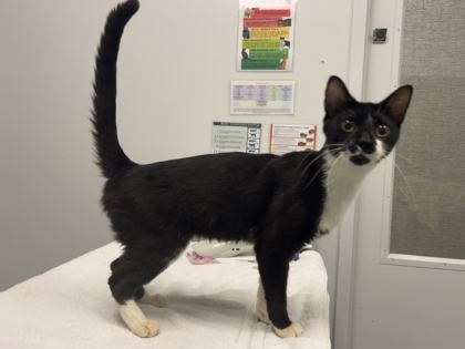 Shelter Stray Male Cat last seen Near Campbell, 64131, MO, 7077 Elmwood Ave, Kansas City, MO 64132, USA