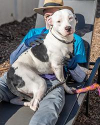 Shelter Stray Female Dog last seen Near Bedford Ln, 30058, GA, 3280 Chamblee Dunwoody Rd, Chamblee, GA 30341, USA