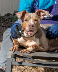 Shelter Stray Female Dog last seen Near Covington Highway, 30058, GA, 3280 Chamblee Dunwoody Rd, Chamblee, GA 30341, USA