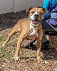 Shelter Stray Female Dog last seen Near Allsborough drive Tucker, 30084, 30084, GA, 3280 Chamblee Dunwoody Rd, Chamblee, GA 30341, USA