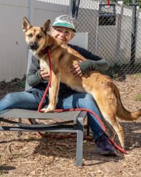 Shelter Stray Female Dog last seen Near Glenwood Rd, 30035, GA, 3280 Chamblee Dunwoody Rd, Chamblee, GA 30341, USA