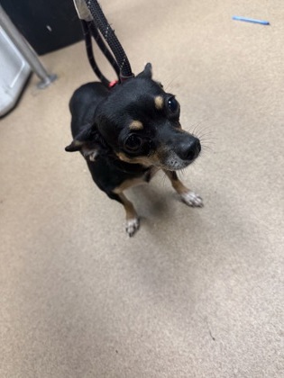 Shelter Stray Female Dog last seen Near Buford hwy ne Atlanta ga 30345, 30345, GA, 3280 Chamblee Dunwoody Rd, Chamblee, GA 30341, USA
