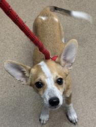 Shelter Stray Male Dog last seen Near Hillcrest Dr SE, Atlanta, GA 30316, 30316, GA, 3280 Chamblee Dunwoody Rd, Chamblee, GA 30341, USA