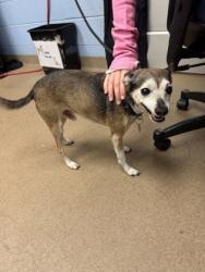 Shelter Stray Male Dog last seen , , GA, 3280 Chamblee Dunwoody Rd, Chamblee, GA 30341, USA