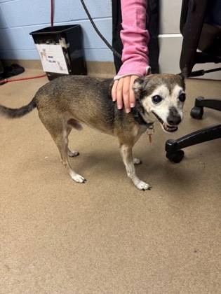 Shelter Stray Male Dog last seen , , GA, 3280 Chamblee Dunwoody Rd, Chamblee, GA 30341, USA