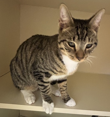Shelter Stray Male Cat last seen Near Mountain View Drive, Stone Mountain, GA, 30083, 30083, GA, 3280 Chamblee Dunwoody Rd, Chamblee, GA 30341, USA