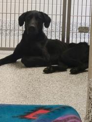 Shelter Stray Male Dog last seen Alexandria, VA, 22036, Memorial St & Lenclair St, Fairfax County, VA, 4500 West Ox Rd, Fairfax, VA 22030, USA