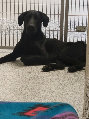 Shelter Stray Male Dog last seen Alexandria, VA, 22036, Memorial St & Lenclair St, Fairfax County, VA, 4500 West Ox Rd, Fairfax, VA 22030, USA