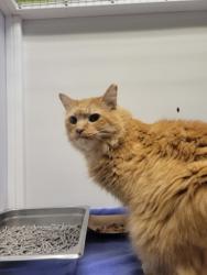 Shelter Stray Male Cat last seen Alexandria, VA, 22311, N Rosser St/Mangnolia Ln, Fairfax County, VA, 4500 West Ox Rd, Fairfax, VA 22030, USA