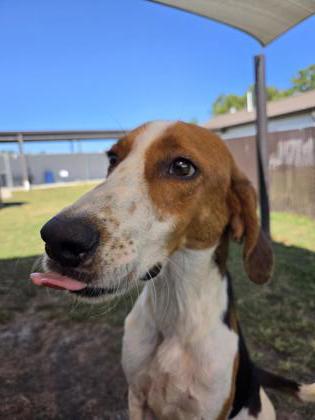 Shelter Stray Male Dog last seen Near Cayton road, Ernul,, 1639 Old Airport Rd, New Bern, NC 28562, USA