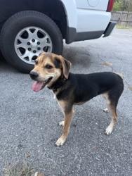 Shelter Stray Male Dog last seen Near Brakebill Rd, Knox County ASO, TN, 3201 Division St, Knoxville, TN 37919, USA