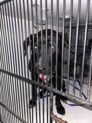 Shelter Stray Male Dog last seen Near A Dr., Knox County ASO, TN, 3201 Division St, Knoxville, TN 37919, USA