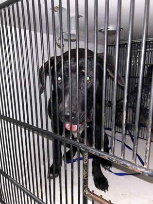 Shelter Stray Male Dog last seen Near A Dr., Knox County ASO, TN, 3201 Division St, Knoxville, TN 37919, USA